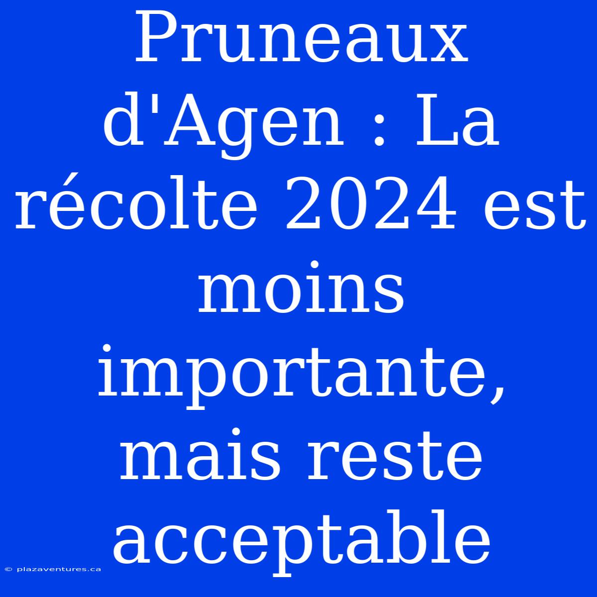 Pruneaux D'Agen : La Récolte 2024 Est Moins Importante, Mais Reste Acceptable