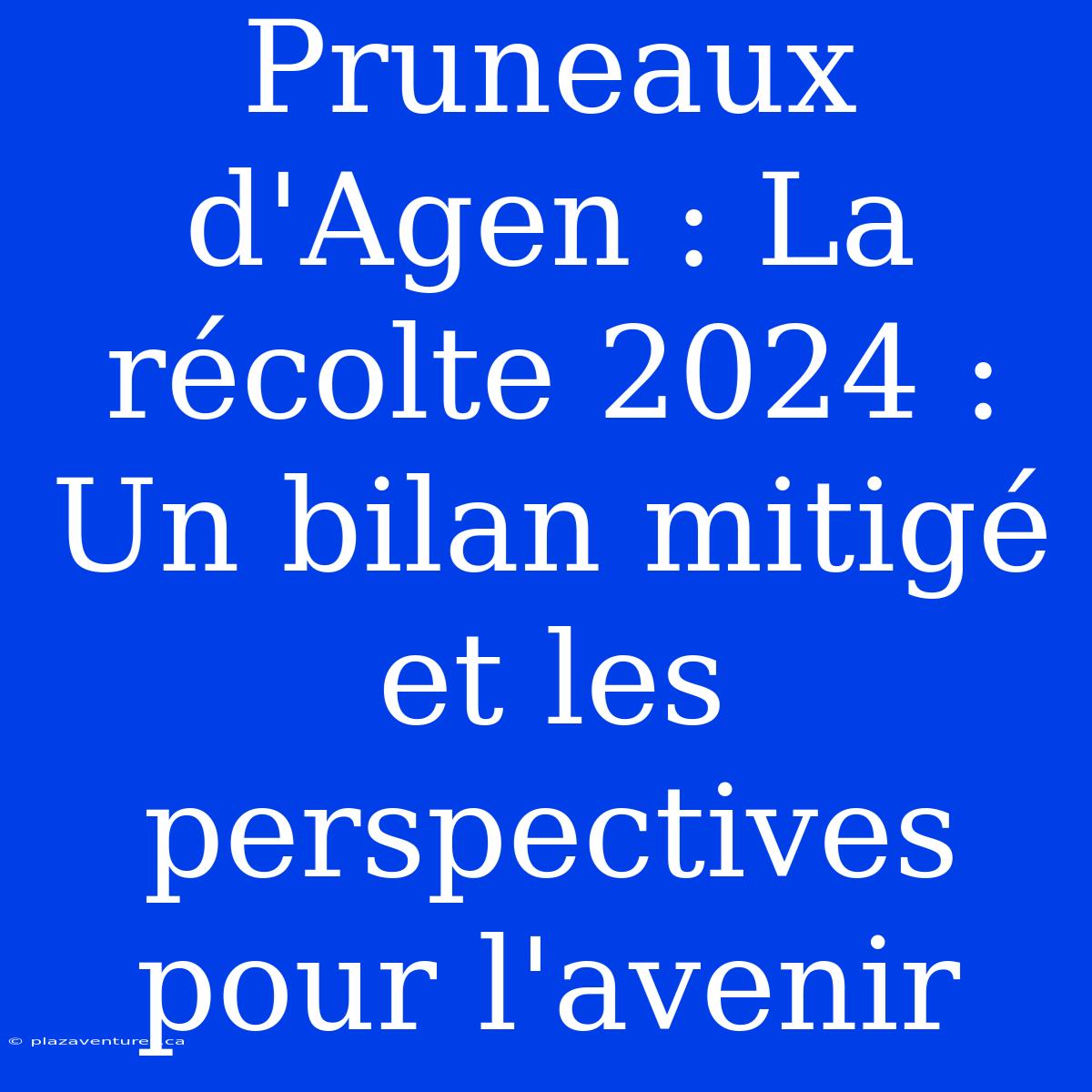 Pruneaux D'Agen : La Récolte 2024 : Un Bilan Mitigé Et Les Perspectives Pour L'avenir