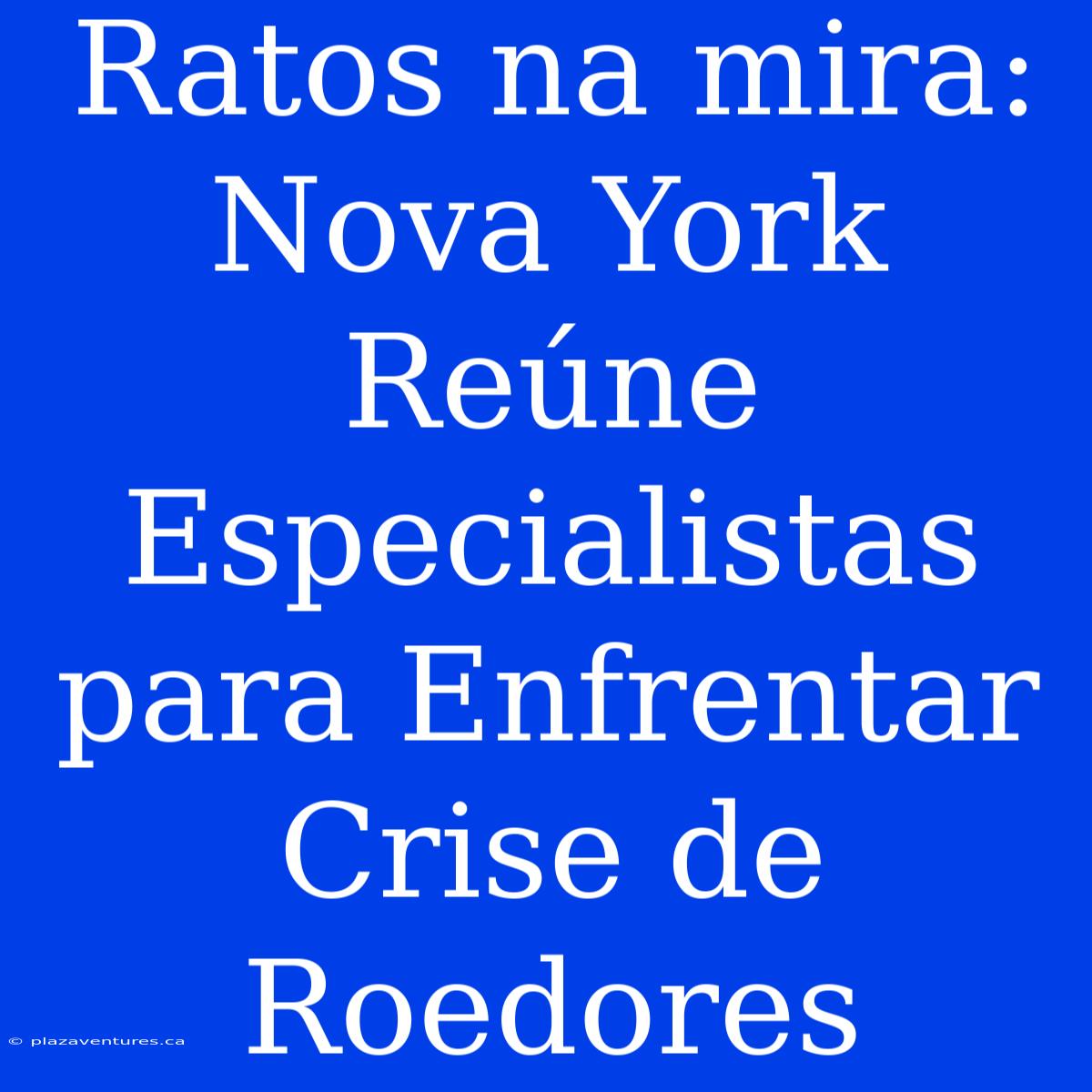 Ratos Na Mira: Nova York Reúne Especialistas Para Enfrentar Crise De Roedores