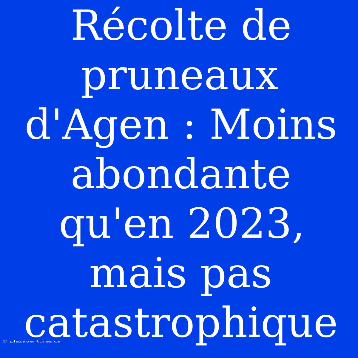 Récolte De Pruneaux D'Agen : Moins Abondante Qu'en 2023, Mais Pas Catastrophique