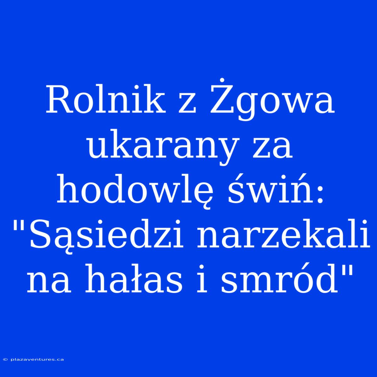 Rolnik Z Żgowa Ukarany Za Hodowlę Świń: 