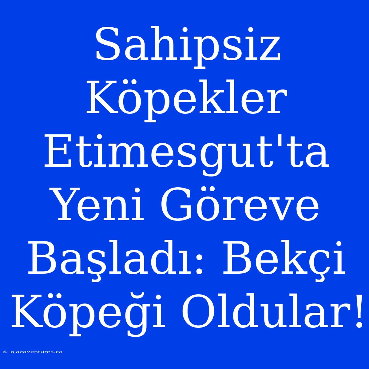 Sahipsiz Köpekler Etimesgut'ta Yeni Göreve Başladı: Bekçi Köpeği Oldular!