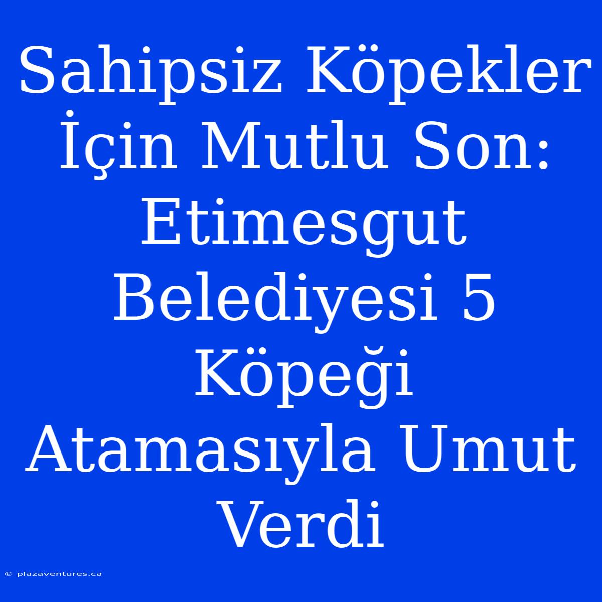 Sahipsiz Köpekler İçin Mutlu Son: Etimesgut Belediyesi 5 Köpeği Atamasıyla Umut Verdi