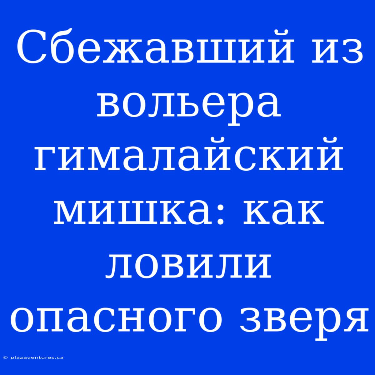 Сбежавший Из Вольера Гималайский Мишка: Как Ловили Опасного Зверя