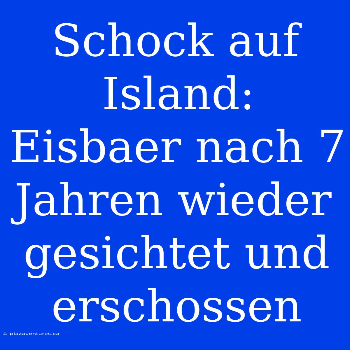 Schock Auf Island: Eisbaer Nach 7 Jahren Wieder Gesichtet Und Erschossen