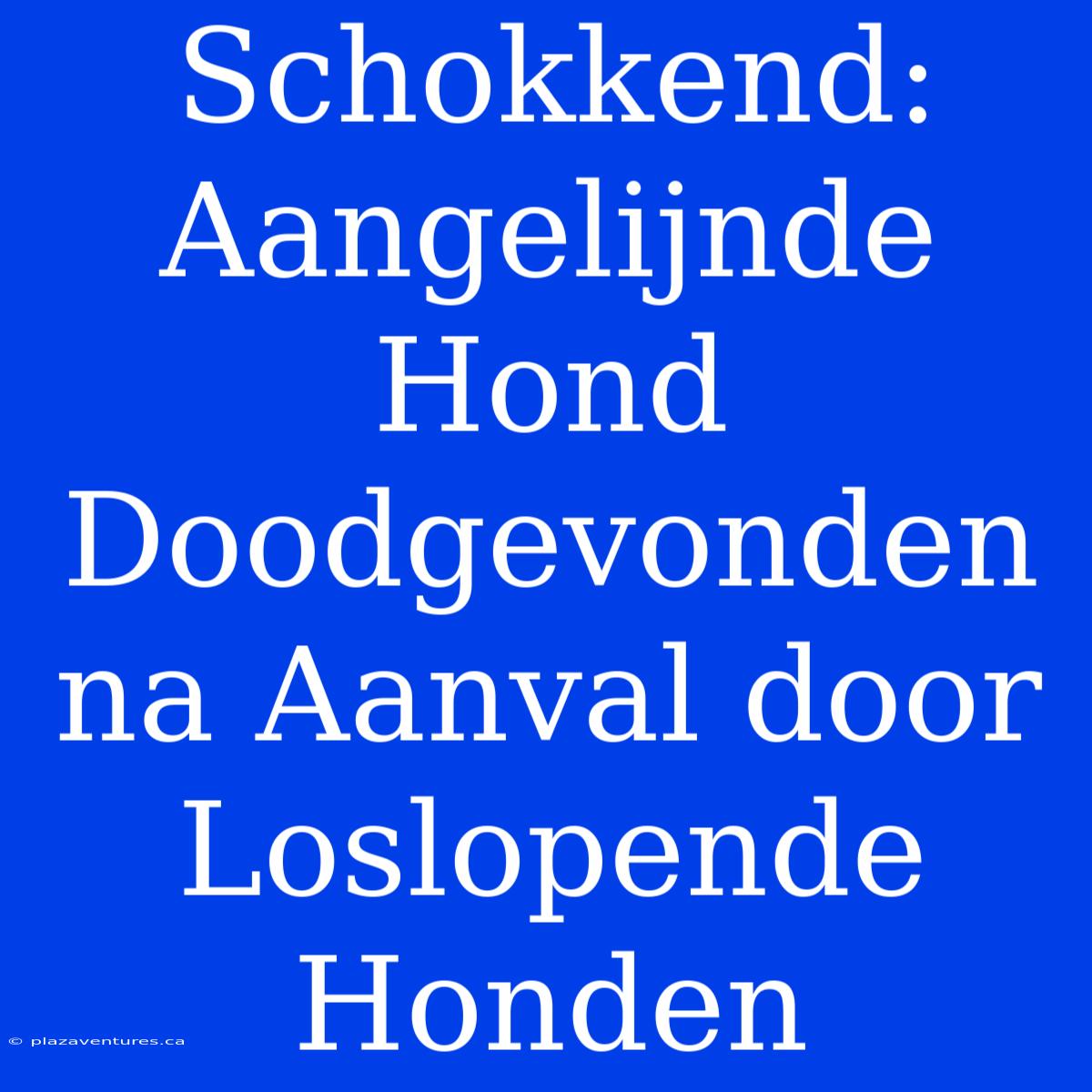 Schokkend: Aangelijnde Hond Doodgevonden Na Aanval Door Loslopende Honden