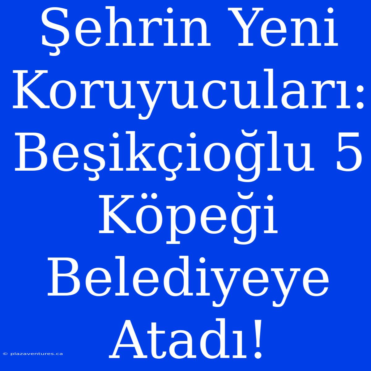 Şehrin Yeni Koruyucuları: Beşikçioğlu 5 Köpeği Belediyeye Atadı!