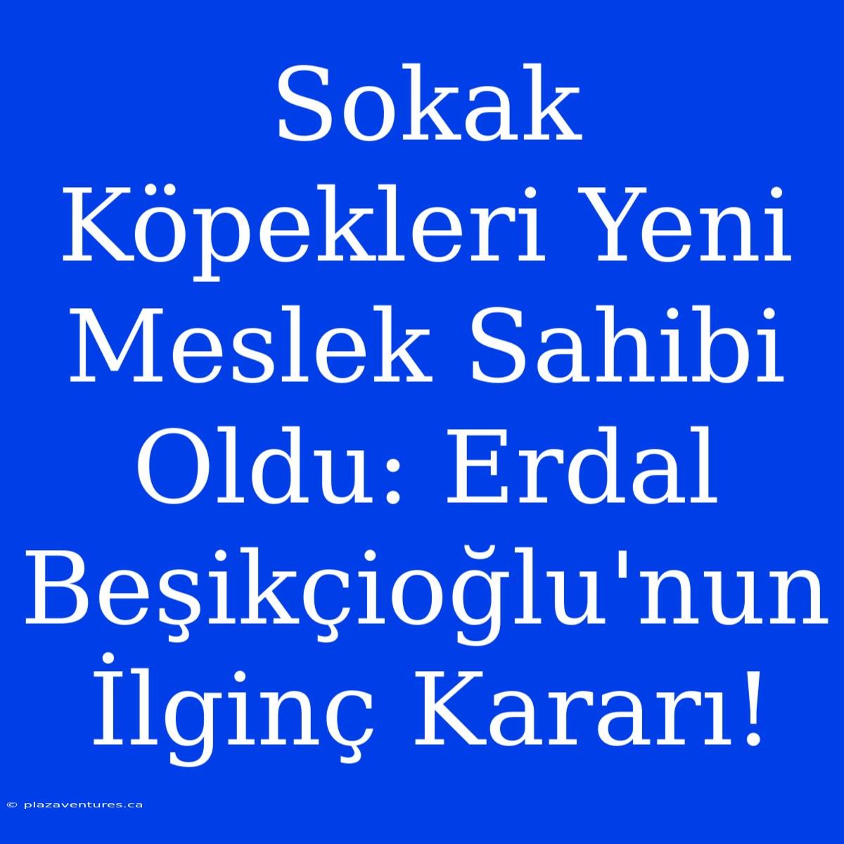 Sokak Köpekleri Yeni Meslek Sahibi Oldu: Erdal Beşikçioğlu'nun İlginç Kararı!