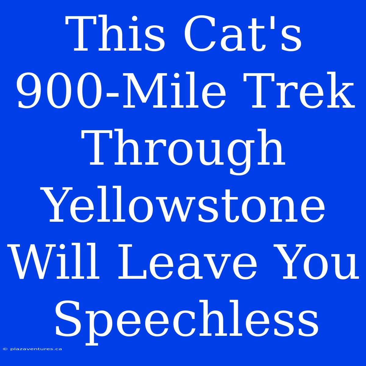 This Cat's 900-Mile Trek Through Yellowstone Will Leave You Speechless