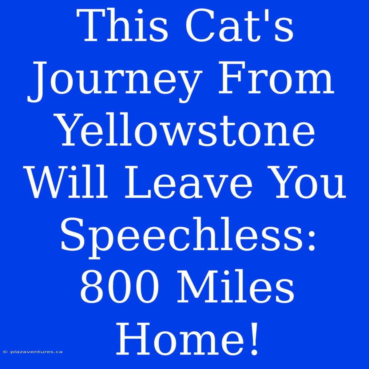 This Cat's Journey From Yellowstone Will Leave You Speechless: 800 Miles Home!