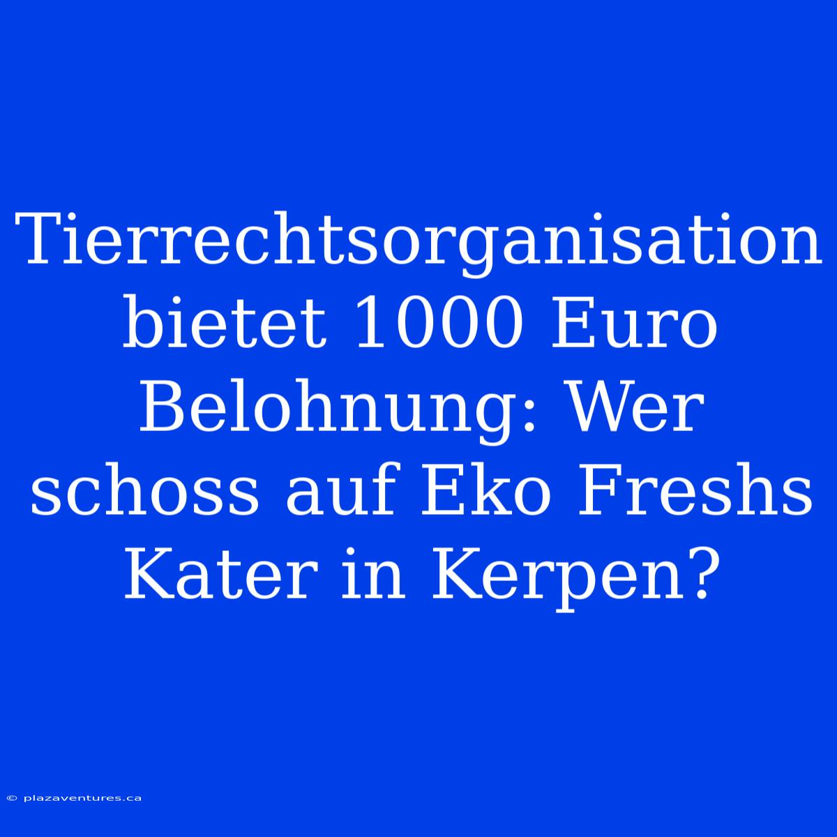 Tierrechtsorganisation Bietet 1000 Euro Belohnung: Wer Schoss Auf Eko Freshs Kater In Kerpen?