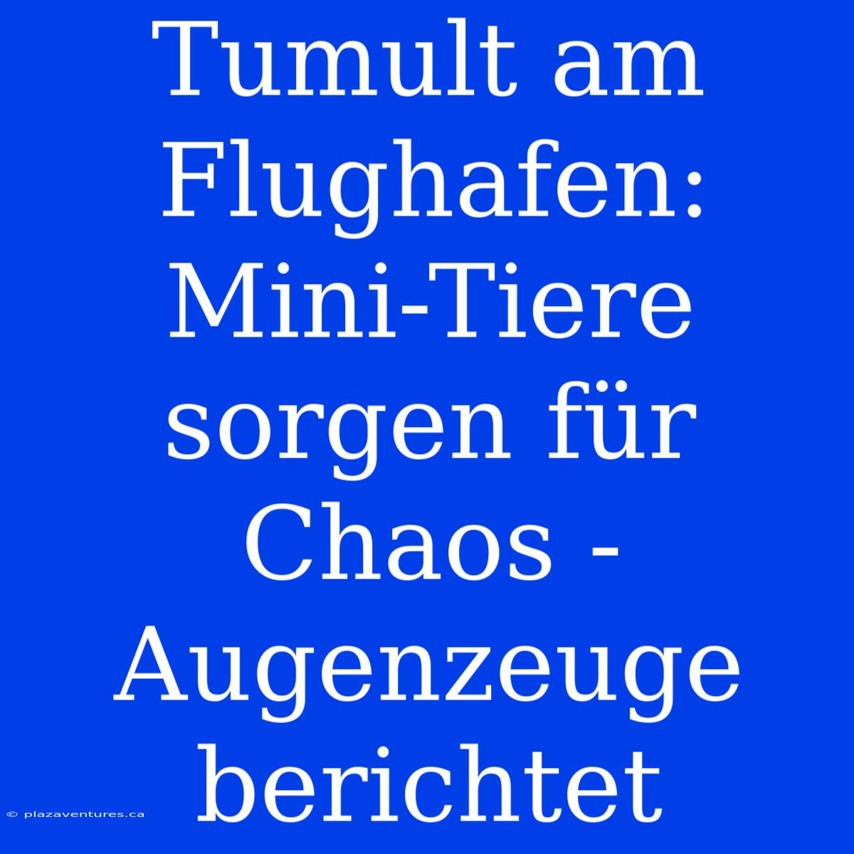 Tumult Am Flughafen: Mini-Tiere Sorgen Für Chaos - Augenzeuge Berichtet