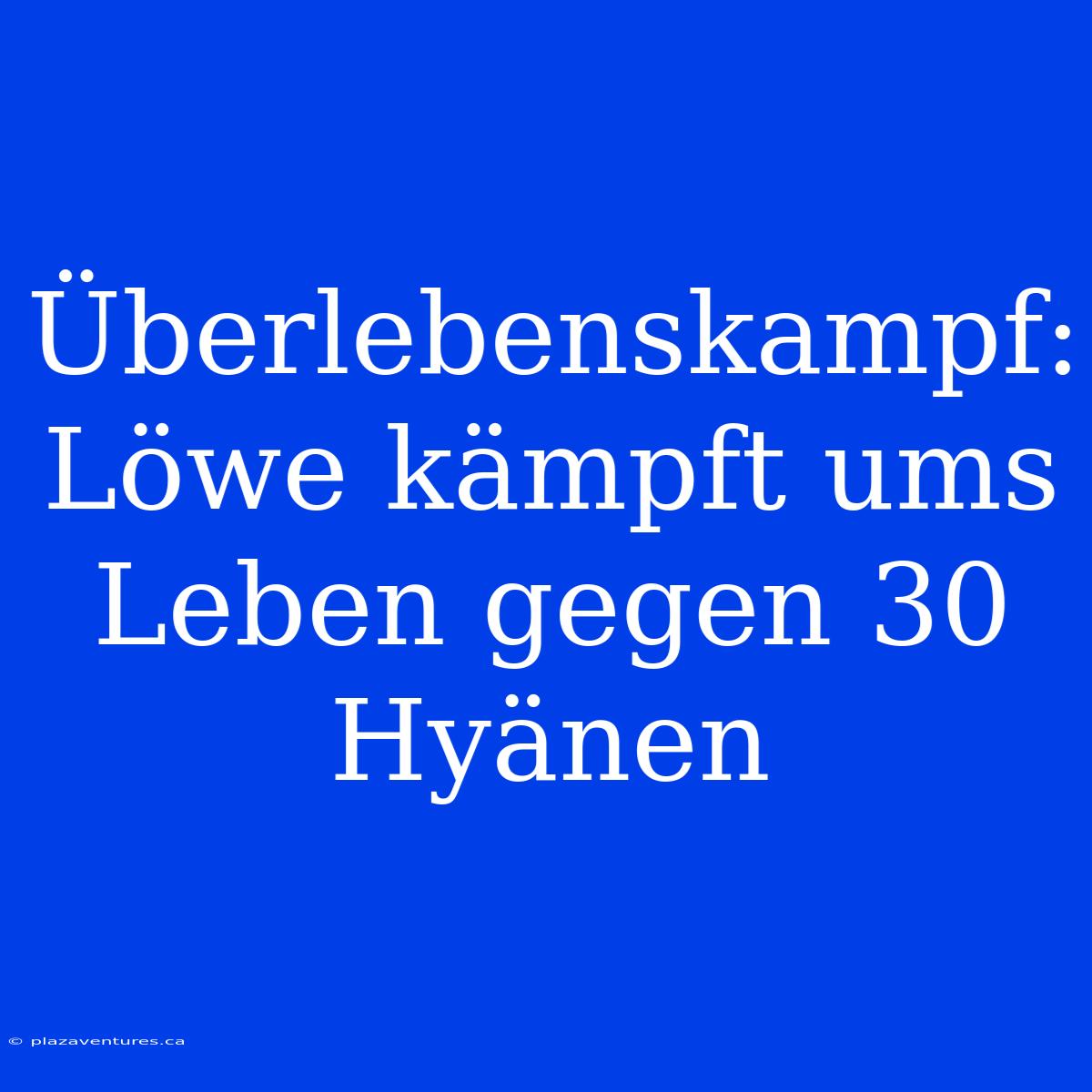 Überlebenskampf: Löwe Kämpft Ums Leben Gegen 30 Hyänen