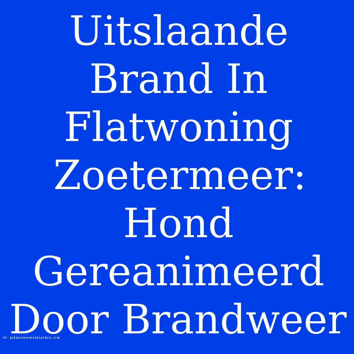 Uitslaande Brand In Flatwoning Zoetermeer: Hond Gereanimeerd Door Brandweer