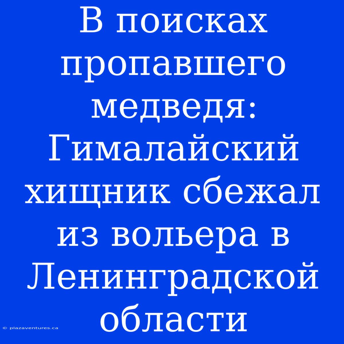 В Поисках Пропавшего Медведя: Гималайский Хищник Сбежал Из Вольера В Ленинградской Области