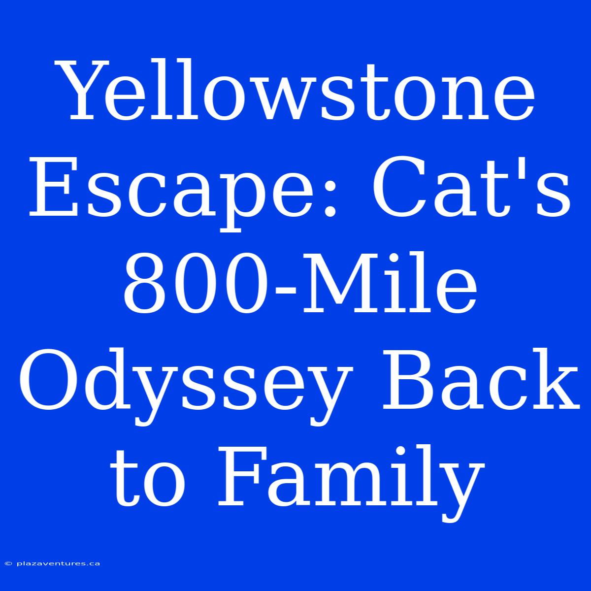 Yellowstone Escape: Cat's 800-Mile Odyssey Back To Family