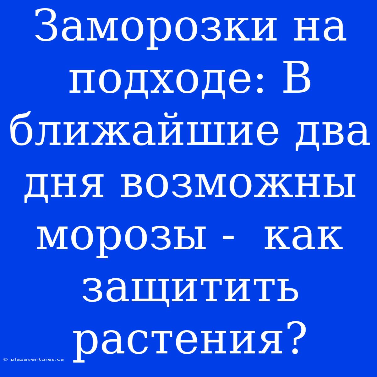 Заморозки На Подходе: В Ближайшие Два Дня Возможны Морозы -  Как Защитить Растения?