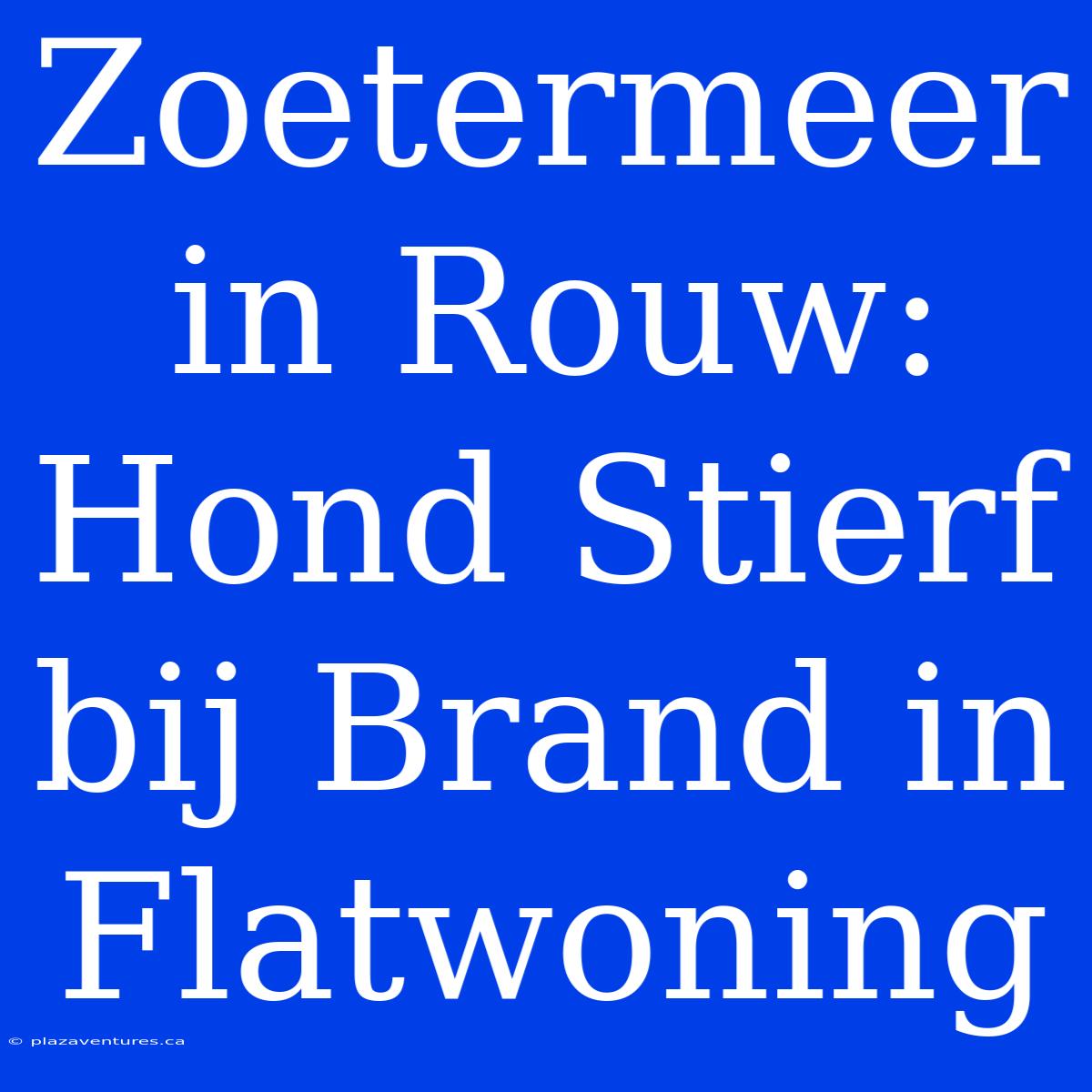 Zoetermeer In Rouw: Hond Stierf Bij Brand In Flatwoning